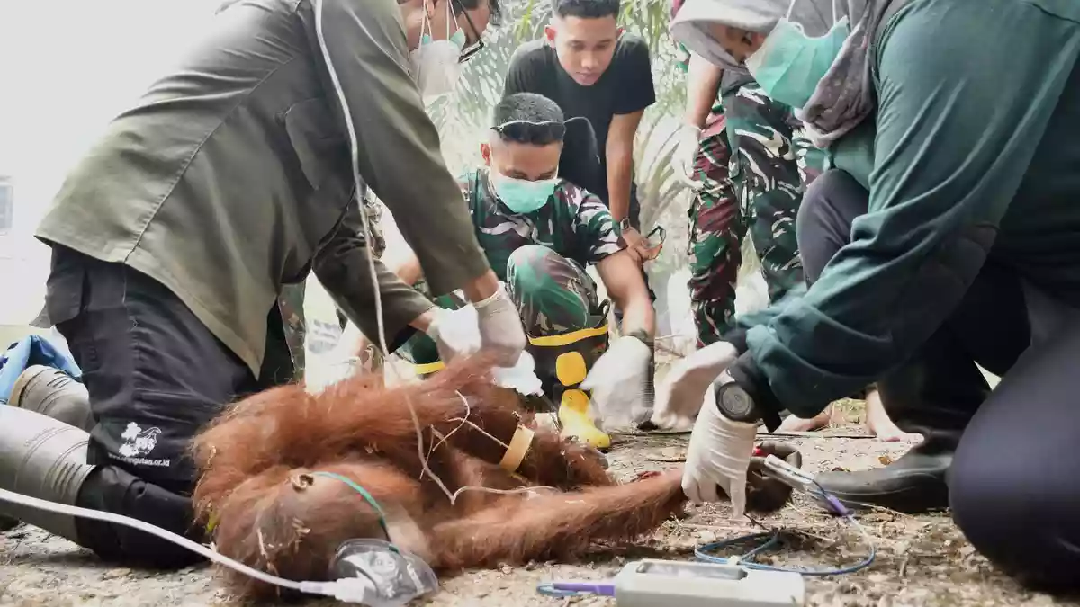 Ein gerettetes Jungtier trug schwere Verbrennungen davon. - Bild: -/Borneo Orangutan Survival/dpa
