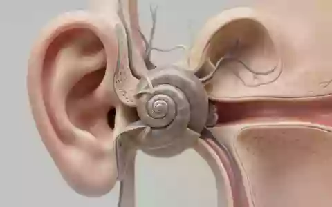 Nahaufnahme der komplexen anatomischen Strukturen der menschlichen Cochlea in einer klinischen Darstellung. - Foto: über boerse-global.de