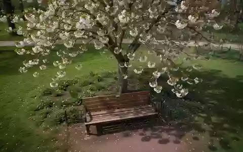 Symbolbild: Parkbank unter einem blühenden Baum - Foto: über boerse-global.de