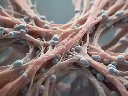 Mikroskopische Aufnahme von Skelettmuskelfasern in einem wissenschaftlichen Labor. - Foto: über boerse-global.de