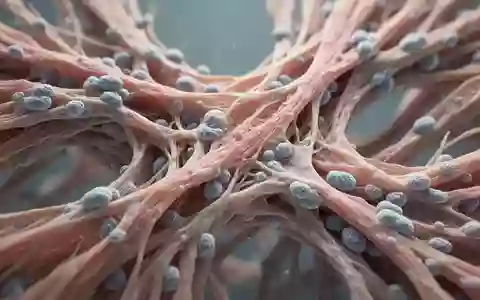 Mikroskopische Aufnahme von Skelettmuskelfasern in einem wissenschaftlichen Labor. - Foto: über boerse-global.de