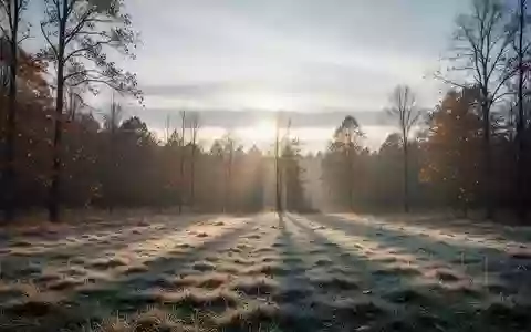 Eine weitläufige, herbstliche Waldlandschaft in der goldenen Stunde mit tiefstehender Sonne und langen Schatten. - Foto: über boerse-global.de