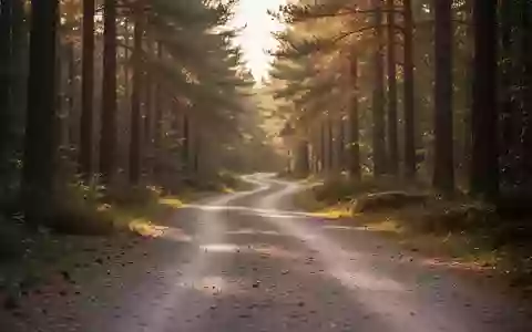 Ein geschwungener Kiesweg durch einen ruhigen Wald im goldenen Licht der Abendsonne. - Foto: über boerse-global.de