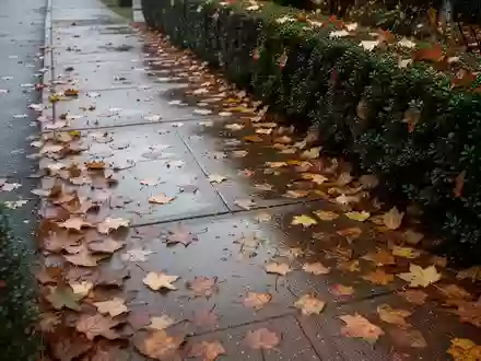 Ein mit herbstlichem Laub bedeckter Gehweg an einem bewölkten Tag. - Foto: über boerse-global.de