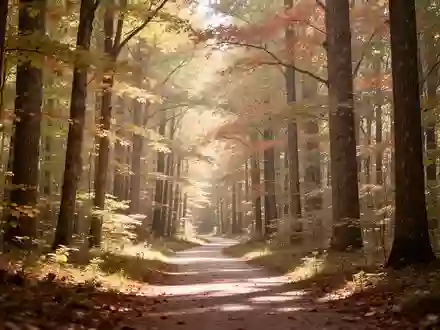 Ein von sanftem Sonnenlicht durchfluteter Waldweg in einem herbstlichen Laubwald, der Ruhe und langfristige Gesundheit symbolisiert. - Foto: über boerse-global.de