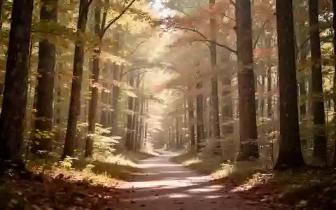 Ein von sanftem Sonnenlicht durchfluteter Waldweg in einem herbstlichen Laubwald, der Ruhe und langfristige Gesundheit symbolisiert. - Foto: über boerse-global.de