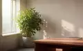 Ein heller, minimalistischer Büroraum mit einer großen Grünpflanze und natürlichem Tageslicht, das durch ein Fenster fällt. - Foto: über boerse-global.de