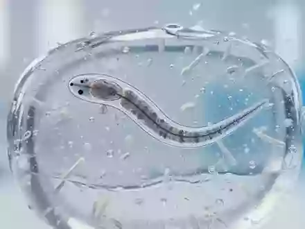 Mikroskopische Aufnahme eines C. elegans Fadenwurms in einer Laborumgebung zur Erforschung zellulärer Stoffwechselprozesse. - Foto: über boerse-global.de
