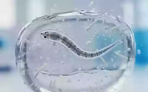 Mikroskopische Aufnahme eines C. elegans Fadenwurms in einer Laborumgebung zur Erforschung zellulärer Stoffwechselprozesse. - Foto: über boerse-global.de