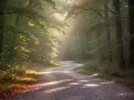 Ein von Bäumen gesäumter Waldweg bei natürlichem Morgenlicht als Symbol für körperliche Aktivität und Gesundheit. - Foto: über boerse-global.de