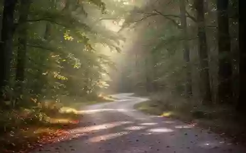 Ein von Bäumen gesäumter Waldweg bei natürlichem Morgenlicht als Symbol für körperliche Aktivität und Gesundheit. - Foto: über boerse-global.de