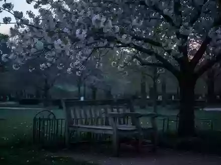 Symbolbild: Parkbank unter einem blühenden Baum - Foto: über boerse-global.de