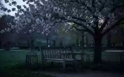 Symbolbild: Parkbank unter einem blühenden Baum - Foto: über boerse-global.de