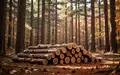 Ein ruhiger Wald mit gestapelten Baumstämmen auf dem Waldboden bei natürlichem Tageslicht. - Foto: über boerse-global.de