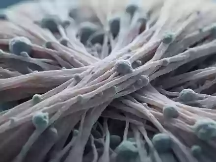 Mikroskopische Aufnahme von menschlichem Muskelgewebe zur Veranschaulichung der biologischen Struktur bei der medizinischen Forschung. - Foto: über boerse-global.de