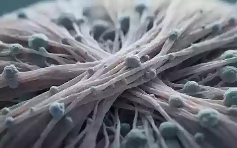 Mikroskopische Aufnahme von menschlichem Muskelgewebe zur Veranschaulichung der biologischen Struktur bei der medizinischen Forschung. - Foto: über boerse-global.de