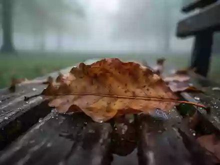 Ein einzelnes, herbstliches Blatt auf einer feuchten Holzbank in einem nebligen Park. - Foto: über boerse-global.de