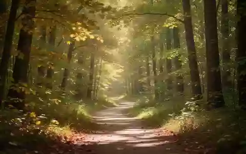 Ein friedlicher Waldweg mit einfallendem Sonnenlicht, der die heilende Wirkung der Natur symbolisiert. - Foto: über boerse-global.de