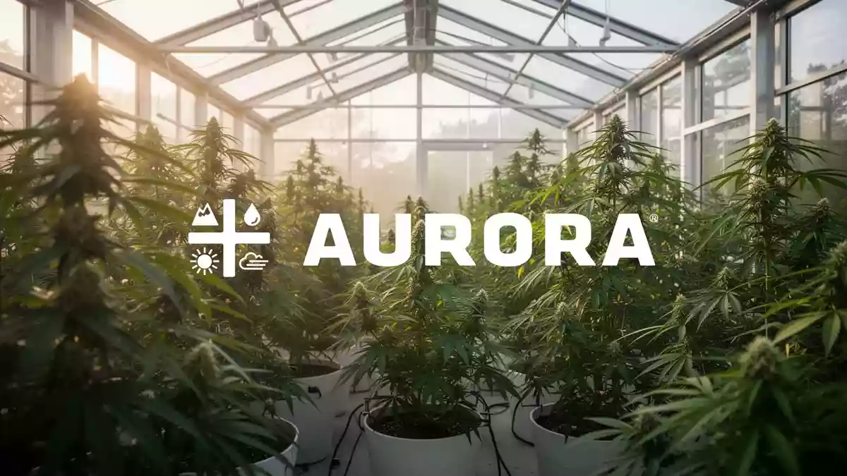 Curaleaf drängt Aurora Cannabis zu fairen Übernahmegesprächen