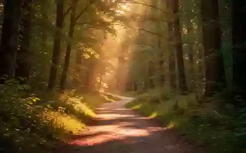 Ein sonnendurchfluteter Waldweg, der zu einem aktiven und gesunden Lebensstil einlädt. - Foto: über boerse-global.de