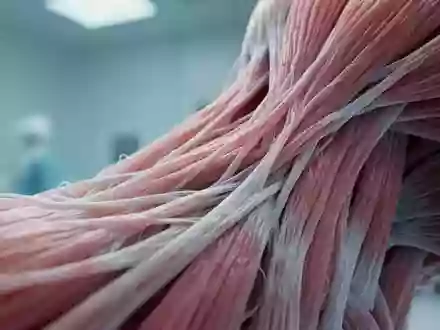 Detailaufnahme einer mikroskopischen Muskelgewebestruktur mit Fokus auf die faserigen Texturen in einer klinischen Umgebung. - Foto: über boerse-global.de