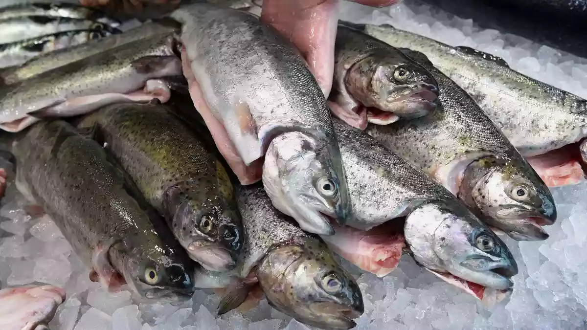 Die EU-Kommission will den Fischfang reformieren (Archivbild) - Bild: Holger Hollemann/dpa/dpa-tmn