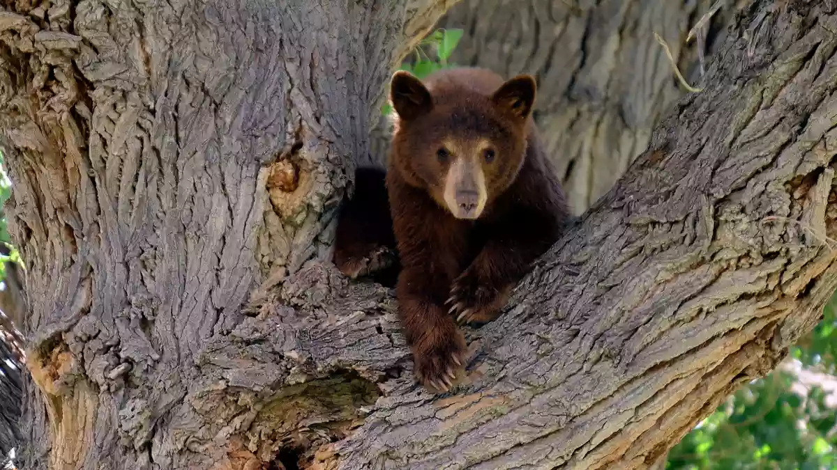 Es war nicht dieser Bär, der wegen eines Hundes auf einen Baum kletterte. Die Geschichte aus den USA begeistert das Internet. (Symbolbild) - Bild: picture alliance / dpa