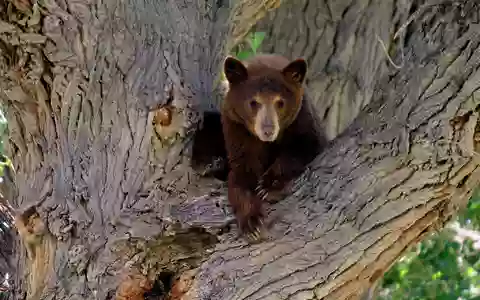 Es war nicht dieser Bär, der wegen eines Hundes auf einen Baum kletterte. Die Geschichte aus den USA begeistert das Internet. (Symbolbild) - Foto: picture alliance / dpa