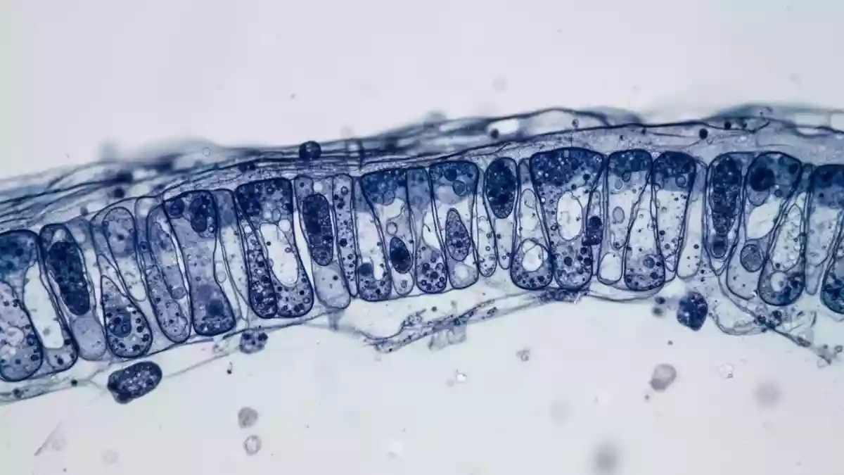 Allergien und Autoimmunerkrankungen: Studien zeigen gemeinsame Immunwege