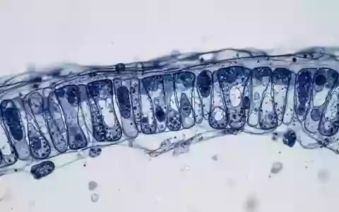 Mikroskopische Nahaufnahme einer epithelialen Zellschicht als Symbol fĂĽr immunologische Barrierefunktionen. - Foto: ĂĽber boerse-global.de