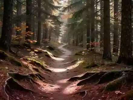 Ein schmaler, unebener Waldweg, der sich durch einen sonnendurchfluteten Nadelwald schlängelt. - Foto: über boerse-global.de