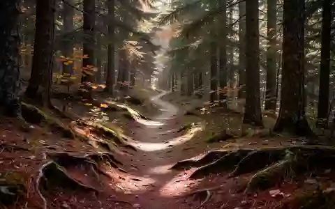Ein schmaler, unebener Waldweg, der sich durch einen sonnendurchfluteten Nadelwald schlängelt. - Foto: über boerse-global.de