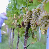 2026 zeigen sich ein weiteres Mal deutliche regionale Unterschiede bei der Entwicklung der Weinmost-Ernten. (Archivfoto) - Foto: Bernd Weißbrod/dpa