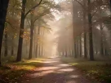Ein ruhiger, sonnendurchfluteter Waldweg im Morgenlicht als Symbol für Bewegung und Wohlbefinden. - Foto: über boerse-global.de