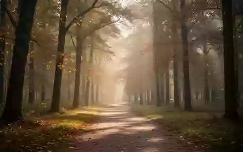 Ein ruhiger, sonnendurchfluteter Waldweg im Morgenlicht als Symbol für Bewegung und Wohlbefinden. - Foto: über boerse-global.de