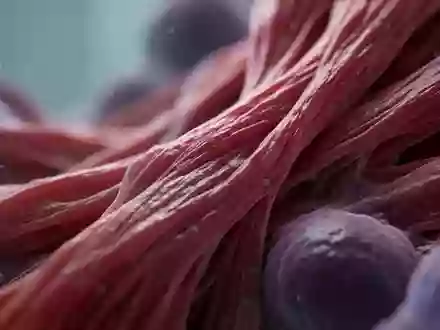 Mikroskopische Aufnahme von biologischem Herzmuskelgewebe in einer medizinischen Laborumgebung - Foto: über boerse-global.de