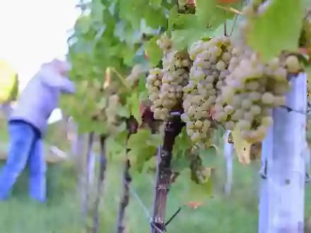 2026 zeigen sich ein weiteres Mal deutliche regionale Unterschiede bei der Entwicklung der Weinmost-Ernten. (Archivfoto) - Foto: Bernd Weißbrod/dpa
