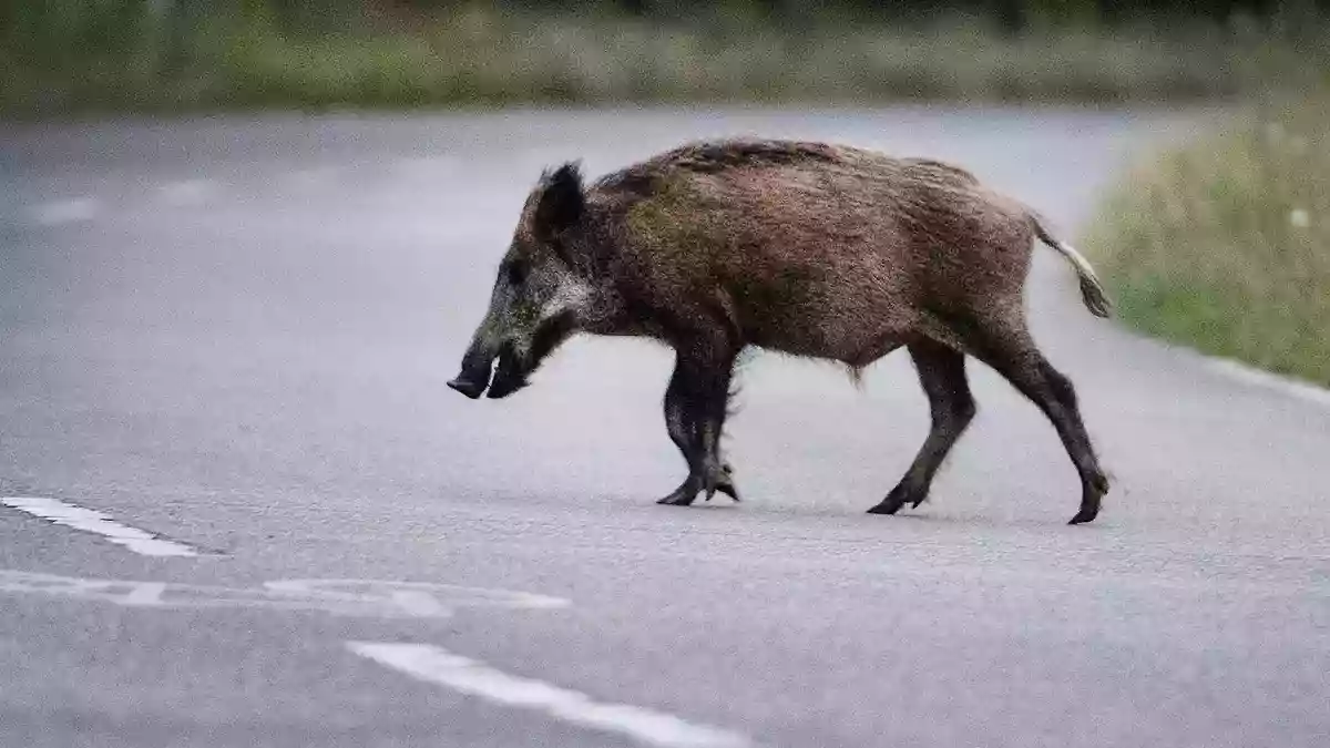 Eine Wildschweinrotte läuft am Abend über die Straße. Ein Autofahrer fährt in die Gruppe. Das hat schwerwiegende Folgen. (Symbolbild) - Bild: Paul Zinken/dpa