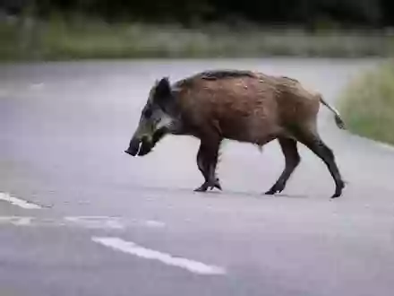 Eine Wildschweinrotte läuft am Abend über die Straße. Ein Autofahrer fährt in die Gruppe. Das hat schwerwiegende Folgen. (Symbolbild) - Foto: Paul Zinken/dpa