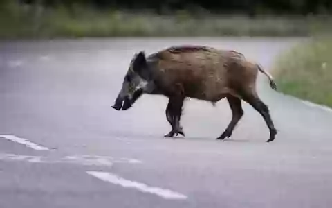 Eine Wildschweinrotte läuft am Abend über die Straße. Ein Autofahrer fährt in die Gruppe. Das hat schwerwiegende Folgen. (Symbolbild) - Foto: Paul Zinken/dpa