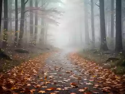 Ein nebliger Waldweg mit herbstlichem Laub bedeckt, der zu sanfter Bewegung einlädt. - Foto: über boerse-global.de