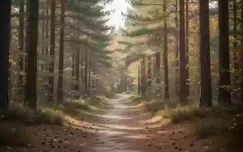 Ein sonnendurchfluteter Waldweg im Herbst, der zu regelmäßiger Bewegung im Freien einlädt. - Foto: über boerse-global.de