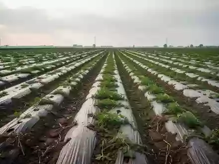 Weite Ansicht eines landwirtschaftlichen Feldes mit Erntefolien unter bewölktem Himmel in Südhessen. - Foto: über boerse-global.de