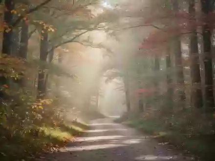 Ein ruhiger, von Sonnenlicht durchfluteter Waldpfad im Herbst, der für geistige und körperliche Aktivität steht. - Foto: über boerse-global.de
