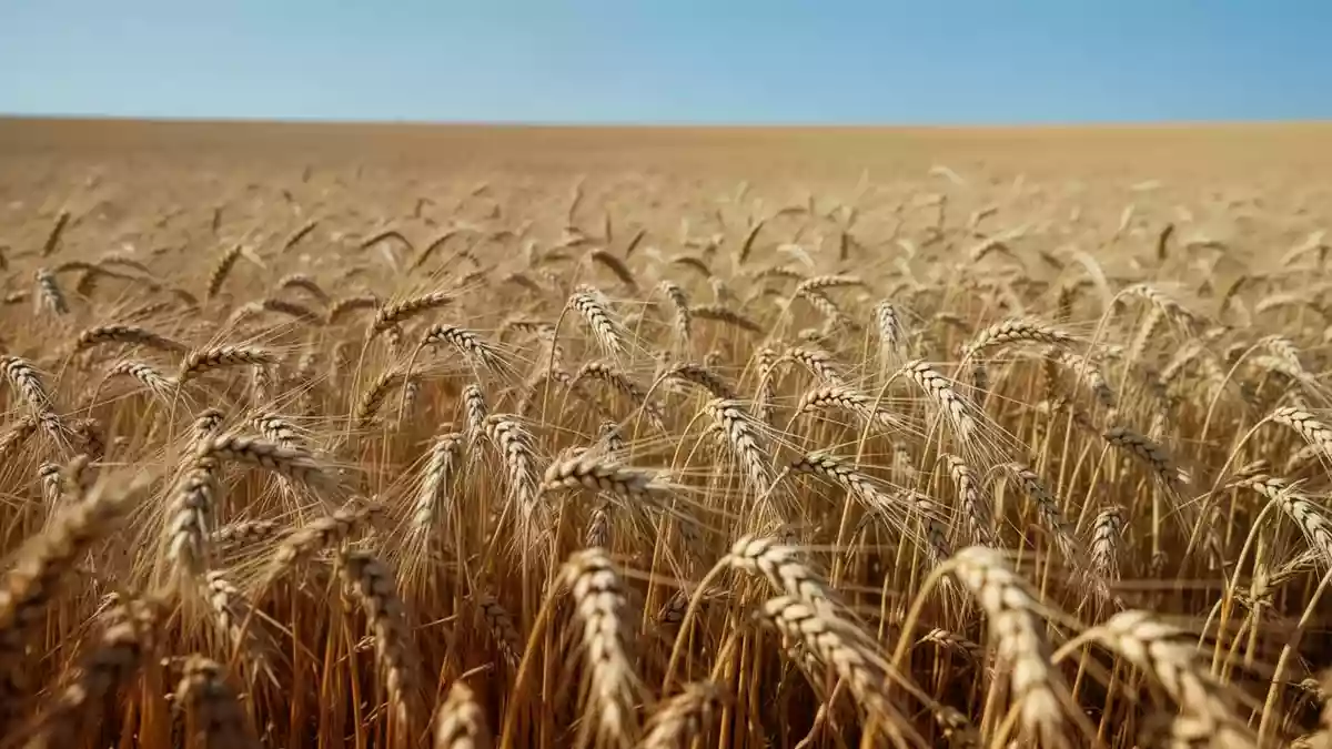 Winterweizen unter mehr CO?: Weniger Gluten, veränderte Backqualität