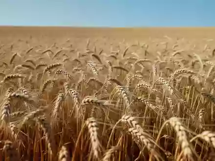Ein weites, goldenes Weizenfeld unter einem klaren blauen Himmel mit Fokus auf die Textur der reifen Ähren. - Foto: über boerse-global.de