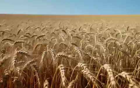 Ein weites, goldenes Weizenfeld unter einem klaren blauen Himmel mit Fokus auf die Textur der reifen Ähren. - Foto: über boerse-global.de