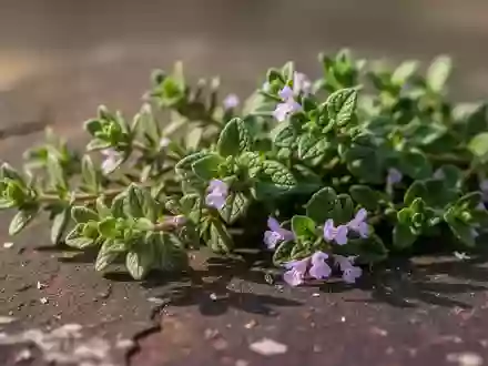 Frische Thymianzweige mit kleinen violetten Blüten auf einer dunklen, texturierten Steinoberfläche. - Foto: über boerse-global.de