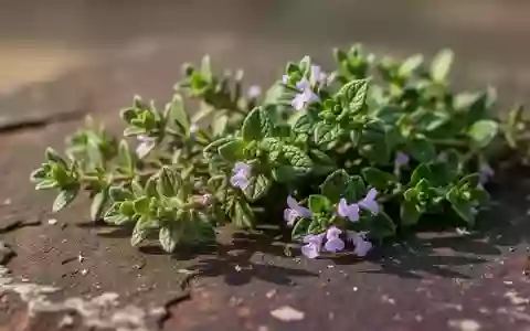 Frische Thymianzweige mit kleinen violetten Blüten auf einer dunklen, texturierten Steinoberfläche. - Foto: über boerse-global.de
