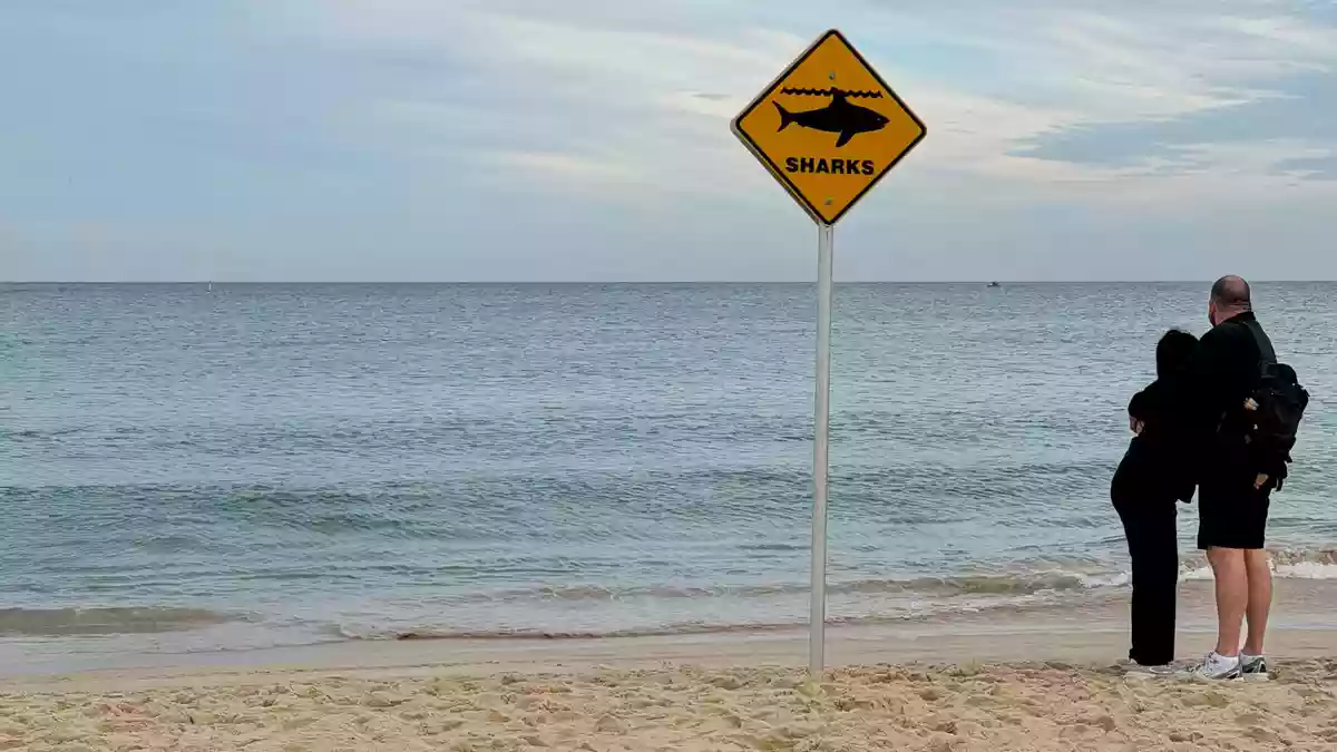 Haiangriffe in Australien nehmen Experten zufolge zu. - Bild: Laura Csapó/dpa